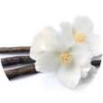 Vanilla